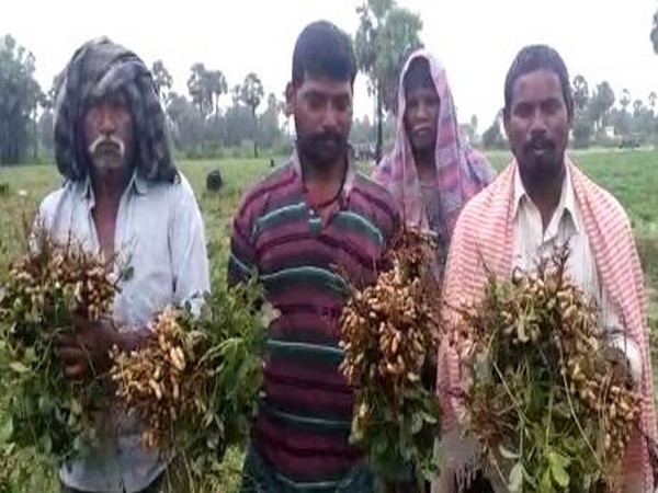 The famrers in the Krishna district of Andhra Pradesh are distressed due to heavy rainfall. Photo/ANI