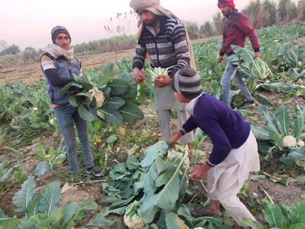 Farmers in their field at UP's Shamli (Picture source: Twitter/Ravi Shankar Prasad)