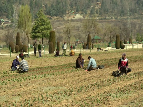 Visual of preparations in the Indira Gandhi memorial tulip garden in Kashmir for tulip Festival