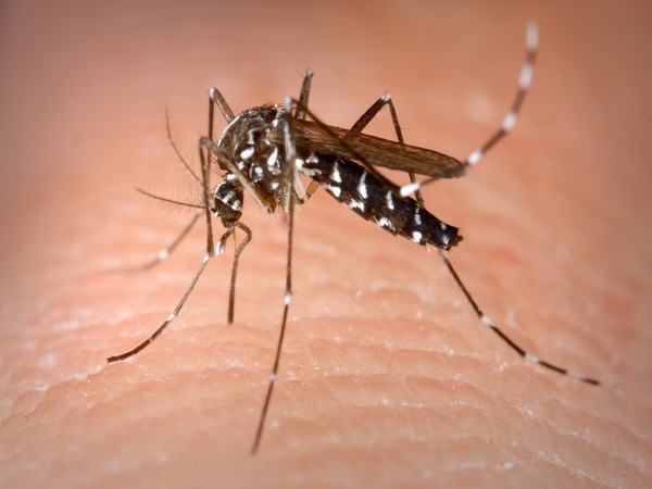 Prof Hoffmann, from Melbourne University's Bio21 Institute, says the findings can make a difference to a number of countries, which have dengue.