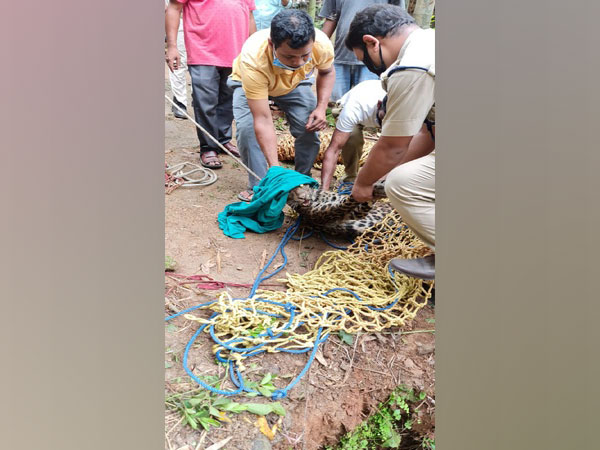 Visual of leopard being rescued in Assam (Photo/ANI)