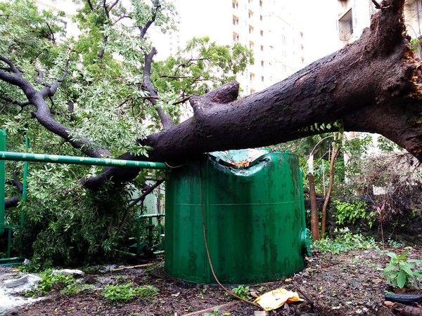 Due to incessant rains in Thane, Maharashtra, a tree fell on the Sewage Treatment Place (STP) of Hiranandani Meadows on Saturday (Photo/ANI)