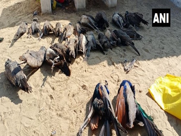 The carcases of the 23 peacocks which were found dead in Rajasthan's Bikaner on Tuesday. Photo/ANI