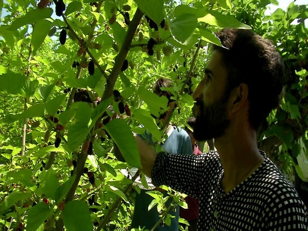 Mulberry harvesting (Photo/ANI)