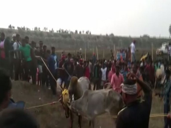 People gathered in Andhra Pradesh's Chittoor district on Sunday for  Jallikattu sport. Photo/ANI