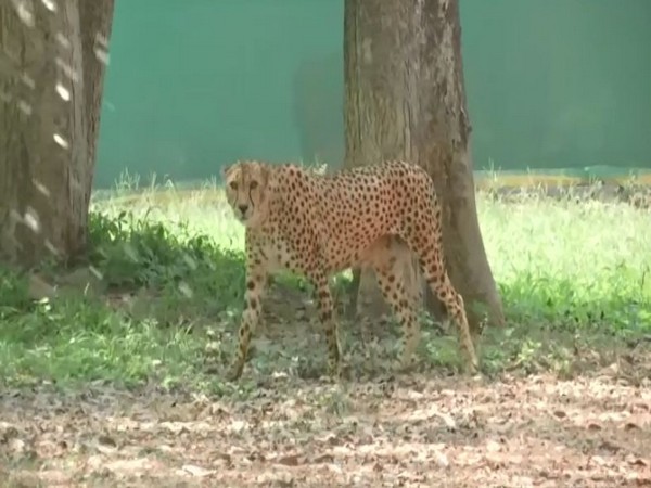 Visuals from Nehru Zoological Park, Hyderabad (Photo/ANI)