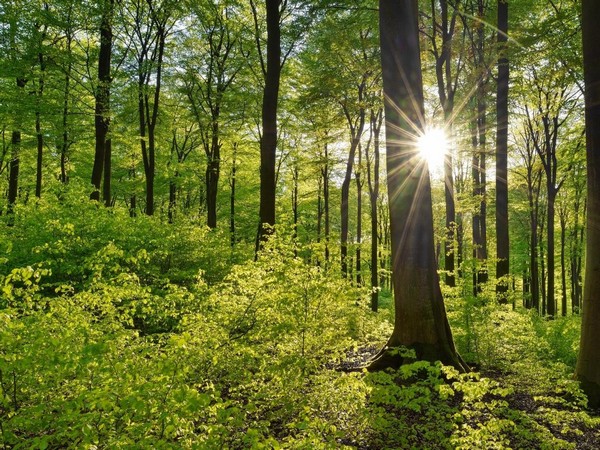 Representative Image (Photo: Twitter/UN Environment Programme in Africa)