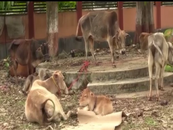A cattlehead rescued by the Assam Police (Photo/ANI)