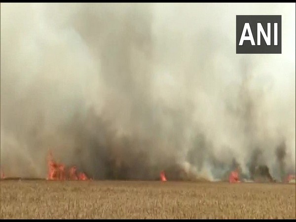 Wheat crop destroyed in fire at Khatima area in Uttarakhand's Udham Singh Nagar district. (Photo/ ANI)