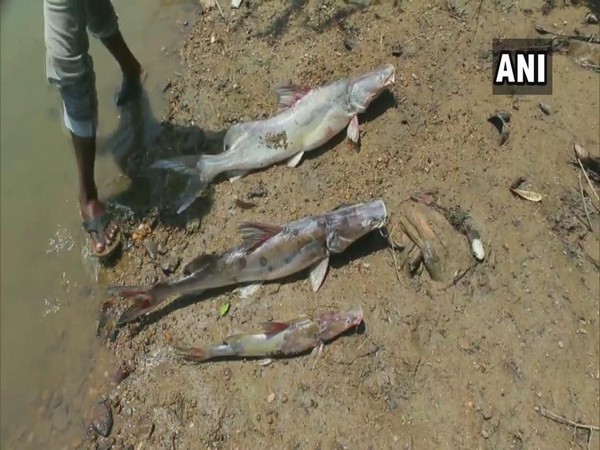 Fishes found dead on the banks of Tunga river in Shimoga district 