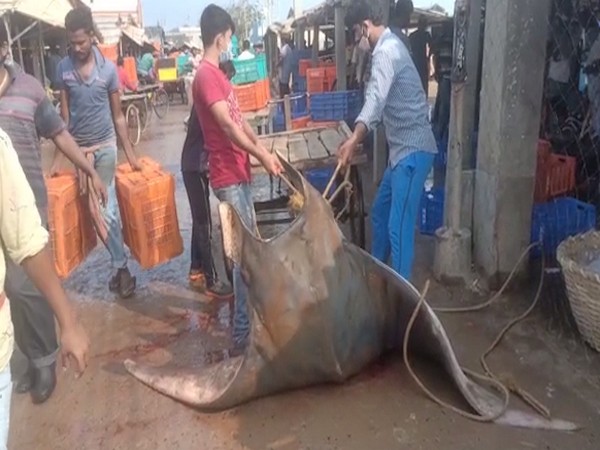 A rare Giant Devil Ray weighing 600 kilograms was caught by a fisherman of Odisha on Wednesday. (Photo/ANI)