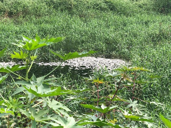 Sheelavantanakere lake in Nallurahalli, Bengaluru. (File photo)