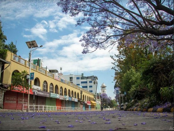 Jacaranda trees in Kathmandu