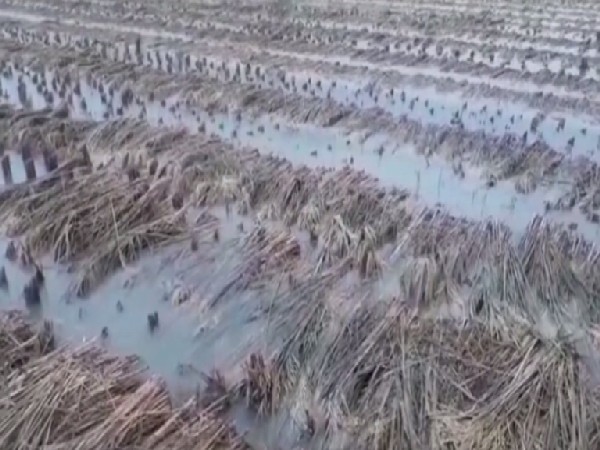 Visual from the Paddy fields after rainfall (Photo/ANI) 