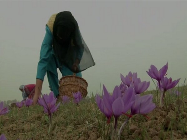 Saffron farm in Kashmir valley [Photo/ANI]