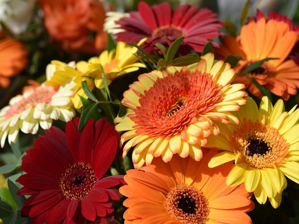 
    Study focuses on how flowers adapt to their pollinators
    