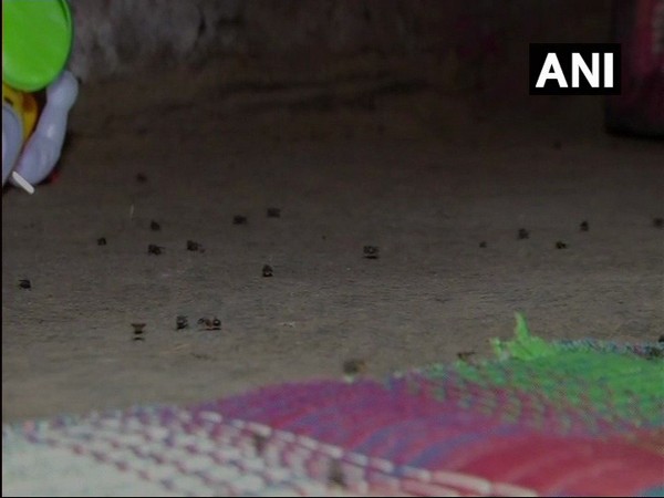 Kanagalasara village in Shivamogga district of Karnataka is severely affected with fly infestation