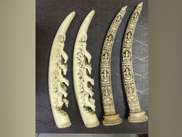 The two pairs of elephant tusk seized by Pune Police on Saturday. (Photo/ANI)