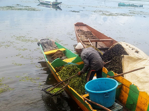Wular Lake in J-K  (Photo:ANI)