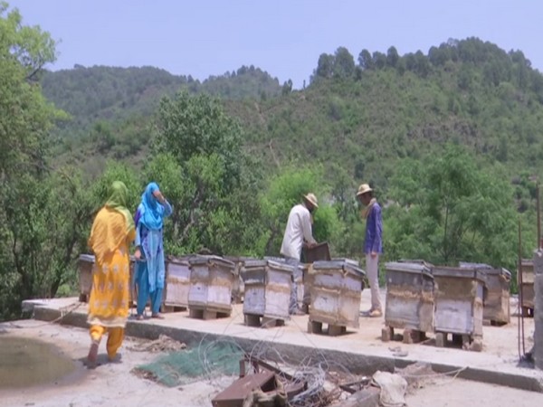 Honey bee farming in Dandesar village of Jammu and Kashmir (Photo/ANI)