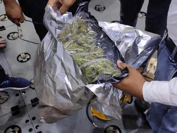 A visual of cannabis seized at the Delhi airport.