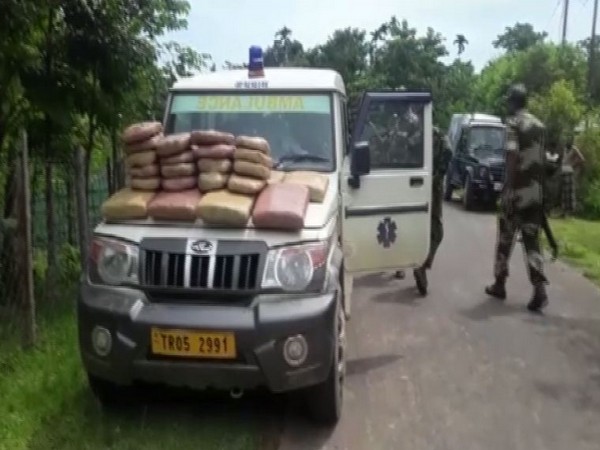 Marijuana recovered by the police in Tripura. Photo/ANI