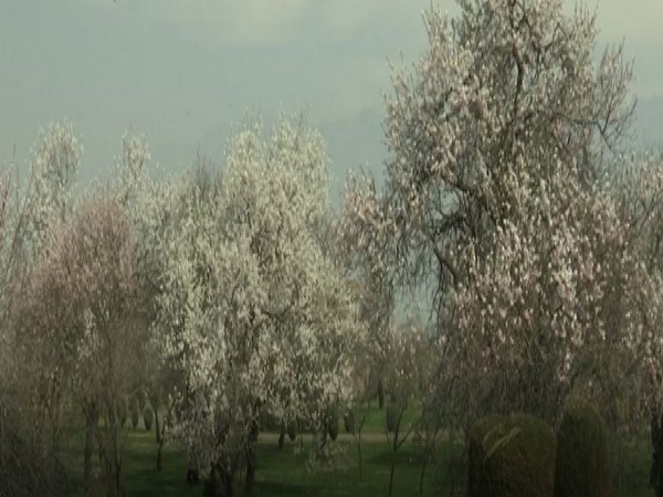  Almond flowers at Srinagar's Badam Vaer garden. (ANI/photo)