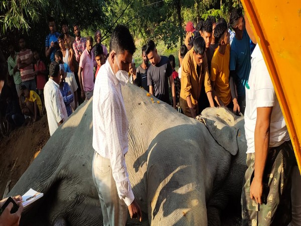  Wild elephant dies due to electrocution in Assam's Hojai