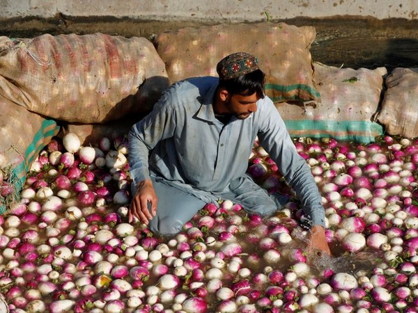 A farmer washes turnips before supplying them to the market on the outskirts of Peshawar, Pakistan (Photo Credit: Reuters)