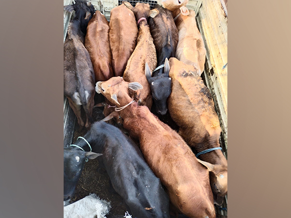 Rescued cattle (Photo: BSF) 