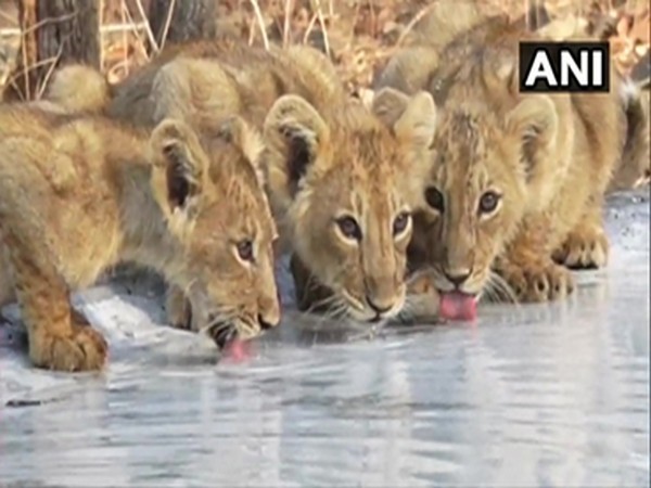 Cubs drinking water from recently installed water point in Gujarat's Gir National Park. (Photo/ANI)