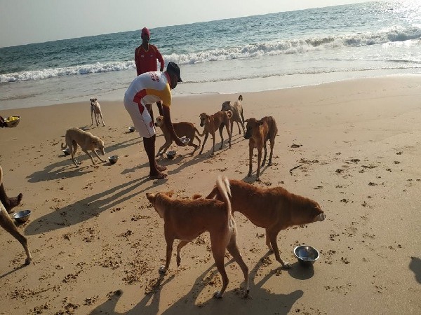 Members of Drishti Marine, an agency appointed by the state government, providing food to stray dogs in Goa. Photo/ANI