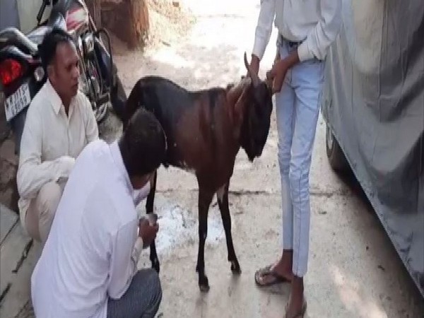 Male goat in Dholpur producing milk (Photo/ANI)