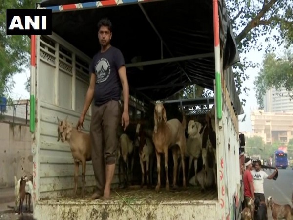 Traders bring goats to Delhi for sale ahead of Bakra Eid this year. (Photo/ANI)