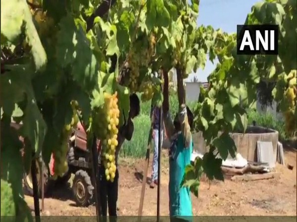 Grape farmers in Nashik. Photo/ANI