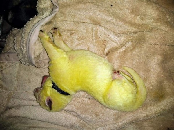 The puppy is expected to turn normal after a few baths (Picture Courtesy: Facebook)