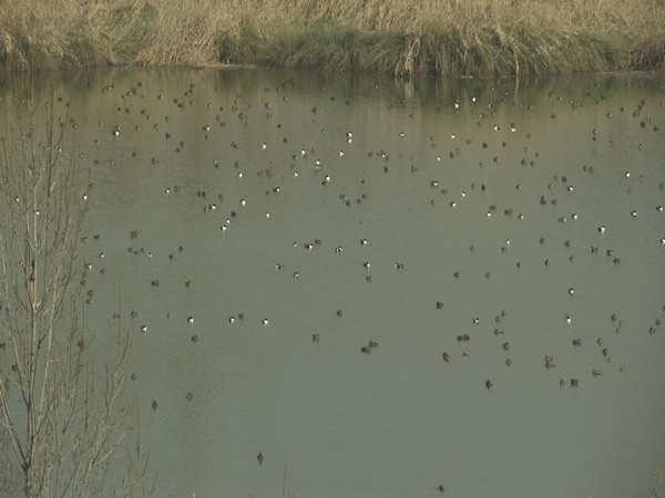 Asian waterbird census 2022 in the wetlands of Pampore area of Jammu and Kashmir (Photo/ANI)