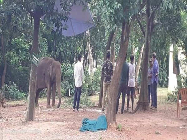Elephant Gouri died due to herpes virus at Nandankanan zoo in Odisha on Friday. Photo/ANI