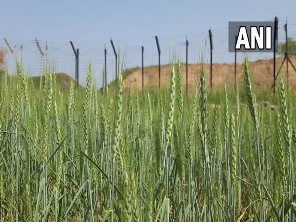 Visuals of crops blooming at zero line (Photo/ANI)