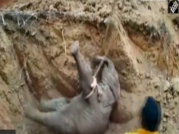 An elephant calf being rescued. (Photo/ANI)