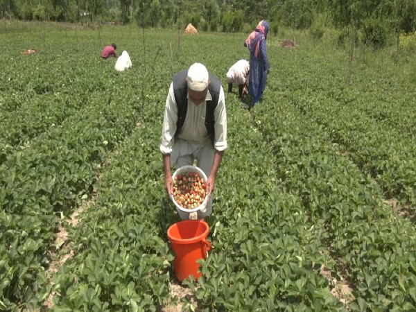 Harvesting of strawberries in full swing in Jammu and Kashmir (Photo/ANI)