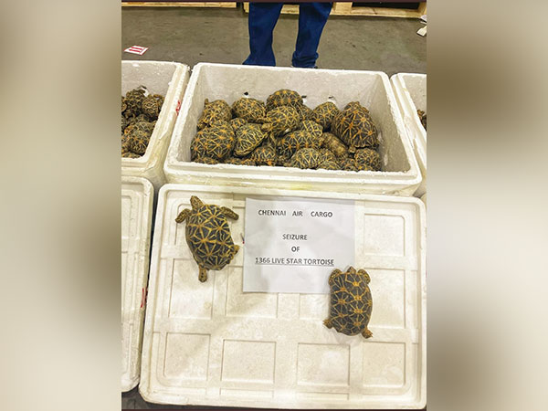  Chennai Air Cargo Customs has seized 1,364 live Indian Star Tortoises from an export consignment to Malaysia.  (Photo/ANI)