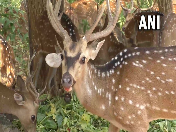 Deer in Udhampur's Tanday Park. (ANI/photo)