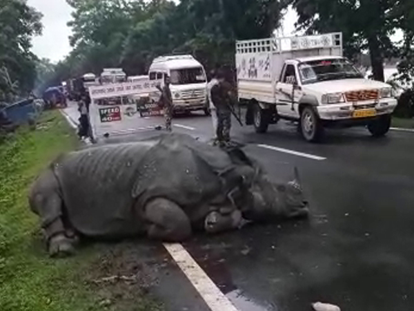 A rhino strayed out of the Kaziranga National Park near the Bandar Dhubi area at Bagori Range on Friday. (Photo/ANI)