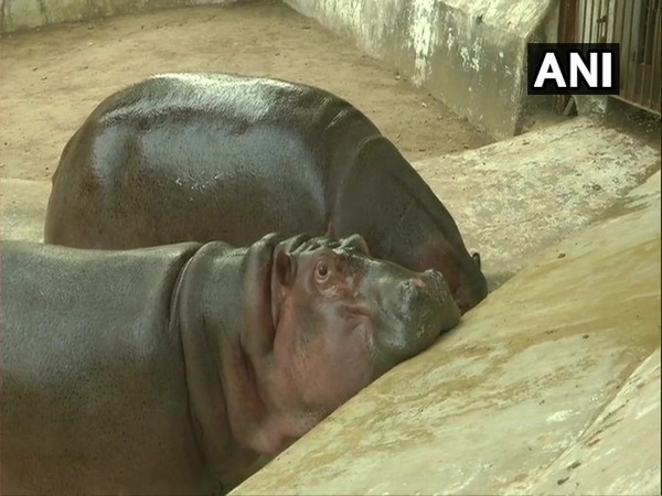 Mangal, a hippopotamus waiting for special 'laddus' on its birthday. (Photo/ANI)