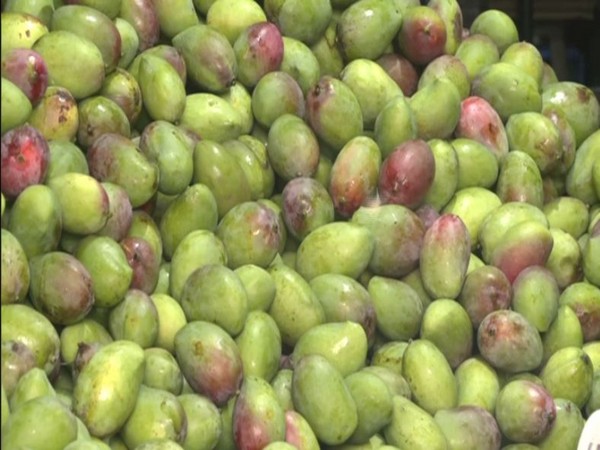 Mangoes in North Kolkata's Machua Mandi. (ANI/photo)