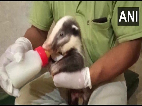 Three hog badgers found in Dhalai district of Tripura. (Photo/ANI)