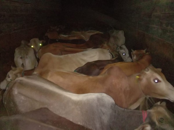 Recovered cattle by Assam police (Pic Credit: Nagaon Police Twitter)
