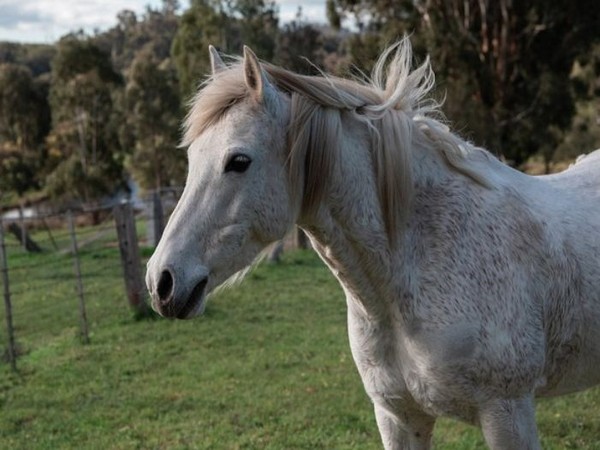 Representative image. 