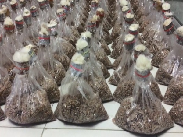 Mushroom booster for women rubber-growers of Tripura (Photo:ANI)